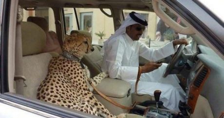 Жителям ОАЭ запретили держать дома диких зверей