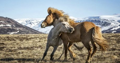 Дикие лошади на просторах Исландии — Фотографии