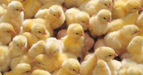 В Узбекистане приступили к выполнению плана Мирзиёева: малоимущим семьям бесплатно раздают цыплят