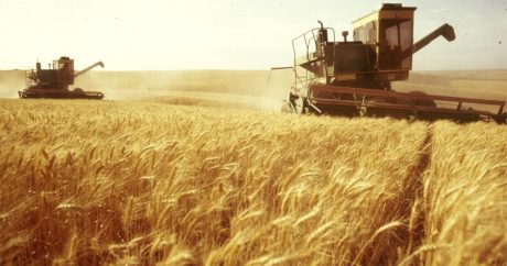 Украина экспортировала 23,1 млн тонн зерновых