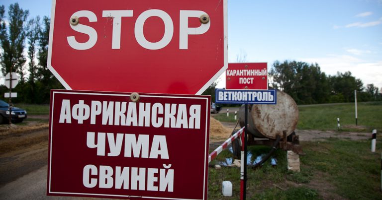 В Украине среди свиней вспыхнула африканская чума