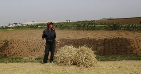 ООН: Северной Корее требуется более 640 тыс. тонн зерна