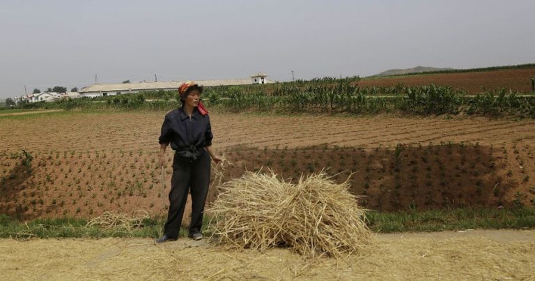 ООН: Северной Корее требуется более 640 тыс. тонн зерна