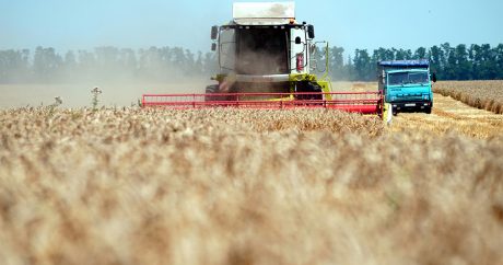 Турция сняла ограничения на ввоз российской пшеницы