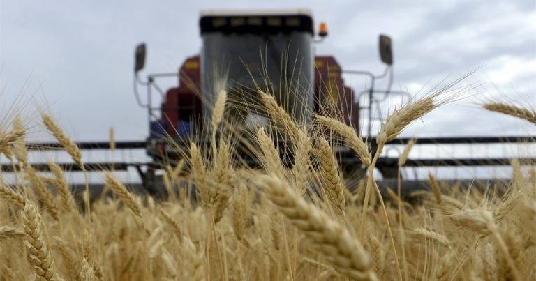 Турция ввела новые ограничения на поставку российской пшеницы