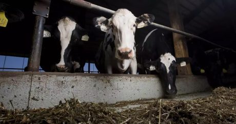 Катар закупил тысячи коров для производства своего молока