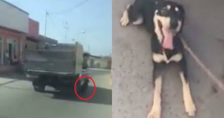 Живодеры, издевавшиеся над собакой в Баку, будут наказаны – ВИДЕО