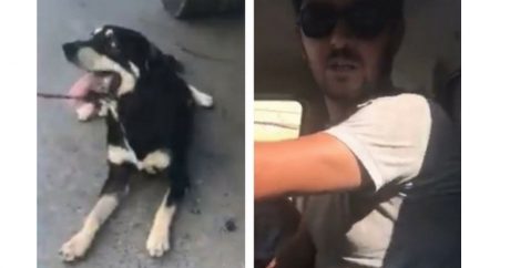 Живодеры, мучившие собаку в Баку, наказаны – ВИДЕО
