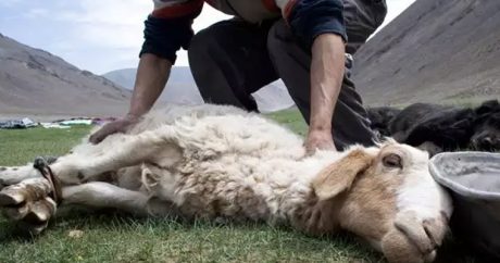 Дагестан начал поставлять халяльное мясо в Иран — ФОТО