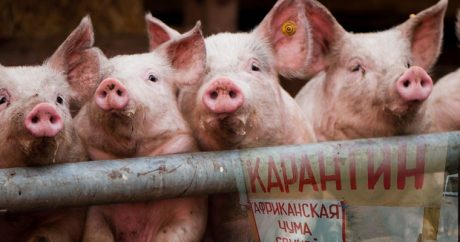 В России вспыхнула африканская чума свиней: в нескольких городах объявлен карантин