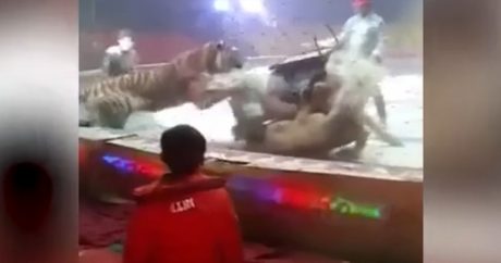 В цирке лев и тигр атаковали лошадь