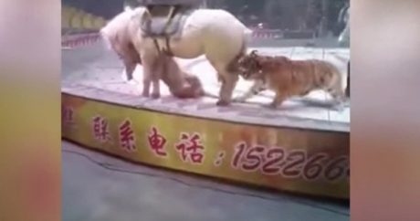 В цирке лев и тигр напали на лошадь — ВИДЕО