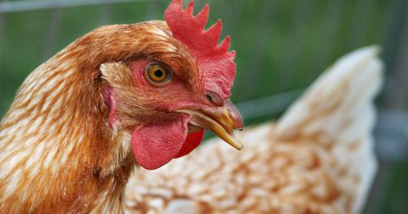 Азербайджан запретил импорт птицы из ряда стран