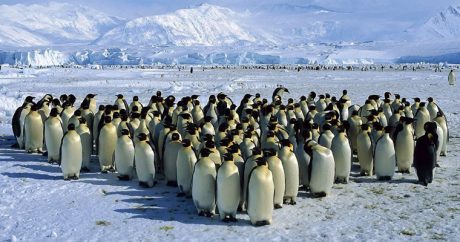 В Антарктиде нашли колонию с миллионами пингвинов