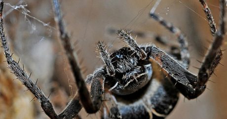 В Австралии умер 43-летний паук
