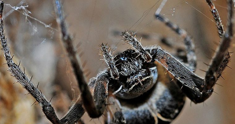 В Австралии умер 43-летний паук