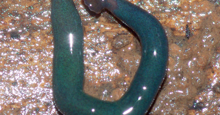 Гигантские черви — «молоты» захватили Францию, заявляют экологи
