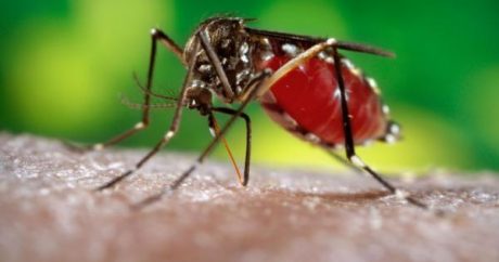 Ученые выяснили, как комариные укусы влияют на иммунитет