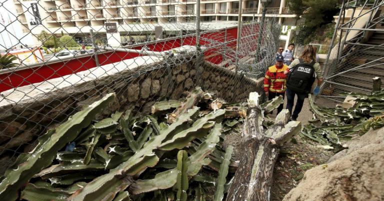 Гигантское растение — «канделябр» убило 92-летнюю француженку в Монако