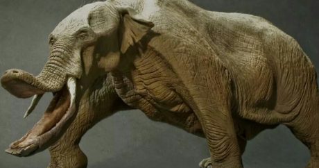 Фермеры случайно нашли останки древнего слона, который жил 8 миллионов лет назад — ФОТО