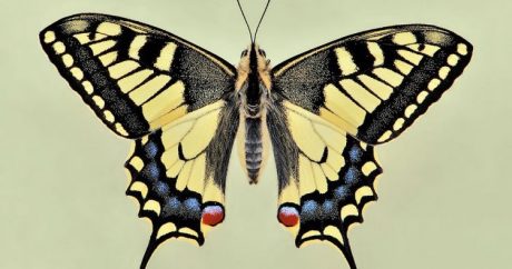 В Лянкяране найдена занесенному в Красную книгу бабочка
