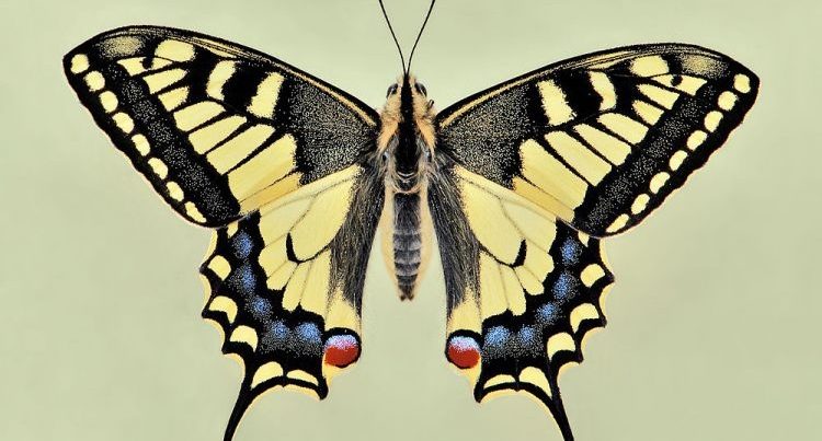 В Лянкяране найдена занесенному в Красную книгу бабочка
