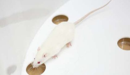 У крыс нашли признаки человеческого сознания
