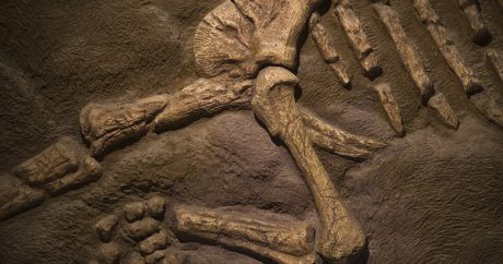 В кемеровской «деревне динозавров» обнаружили фрагмент гигантской кости