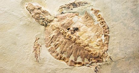 Китайский фермер нашел окаменелости черепахи Юрского периода