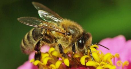 Ученые: пчелы умны и все понимают