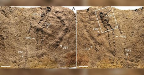 Обнаружены древнейшие на Земле следы животного