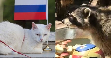Жириновский, кот и енот разошлись в прогнозах на исход матча с Египтом — ВИДЕО