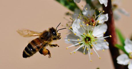Если пчелы исчезнут, человечеству нечего будет есть
