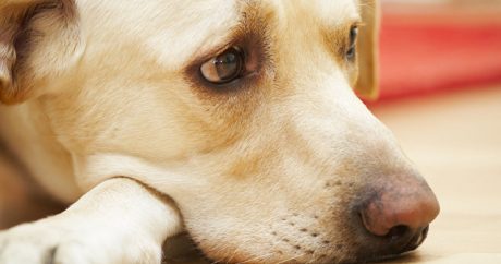 Ученые выяснили, как собаки реагируют на эмоции хозяев