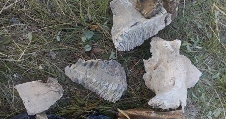 В Хакасии нашли кости гигантского предка мамонта