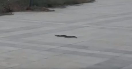 Змеи на бакинском бульваре — ВИДЕО