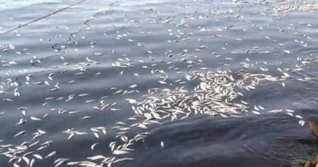 Минэкологии обнародовало причины массовой гибели рыбы