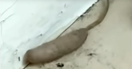Жительница Великобритании сняла на видео загадочного «крысочервя»