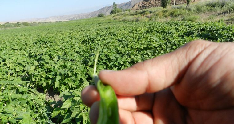 Турция помогает Кыргызстану вывести на экспорт свои сельхозпродукты