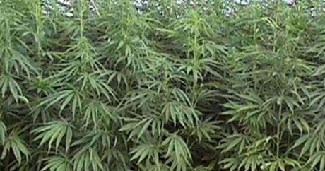 В Грузии легализовано использование марихуаны