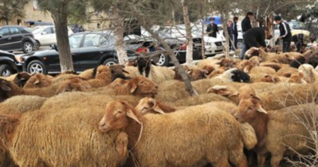 В Азербайджане созданы ярмарки по продаже рогатого скота на праздник Гурбан