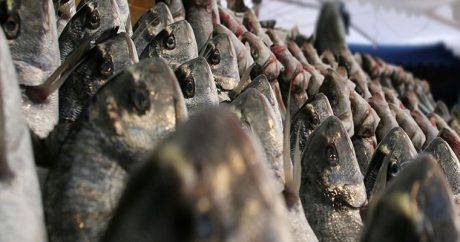 Турецкая рыба экспортируется в 46 стран мира