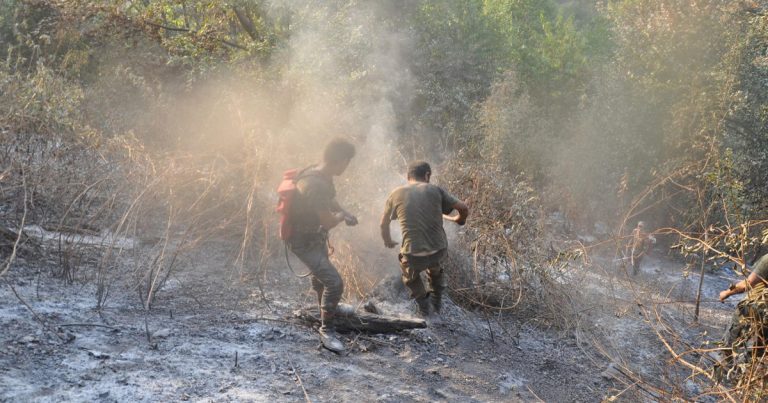 Лесной пожар в южном регионе Азербайджана потушен