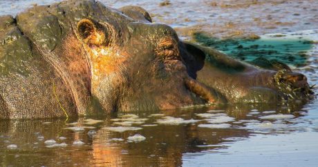 В Кении бегемот убил спасшегося от крокодила рыбака