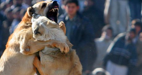 Собачий бои в Агджабеди — Ени Гарадолаге