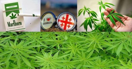 Сколько заработает Грузия от экспорта марихуаны?