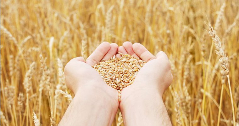 Азербайджан лидирует по объему импорта зерна из Северного Кавказа