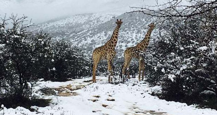 В Южной Африке прошли сильные снегопады — Фото