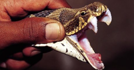 В августе от укуса змей, паук-каракуртов и желтых скорпион пострадали 28 человек