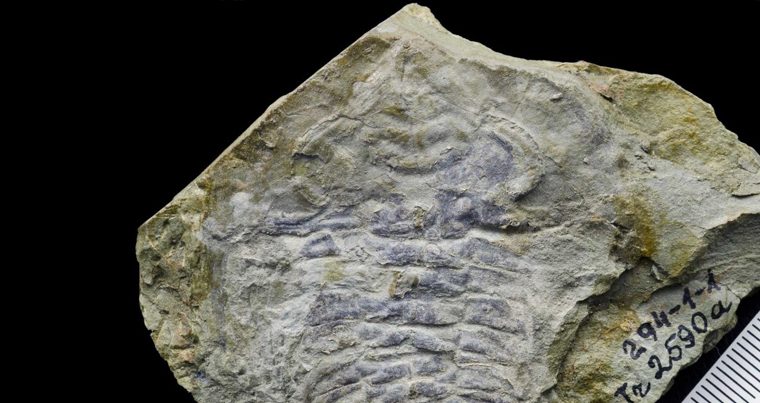 Ученые обнаружили глаз возрастом 530 миллионов лет